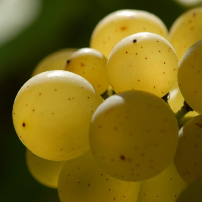 Vollreifer Chardonnay auf dem Steinkopf 3